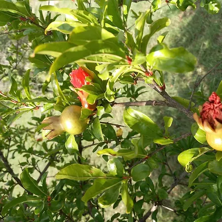 בית חווה Agriturismo&cameresucuile Countrysidecomfortrooms